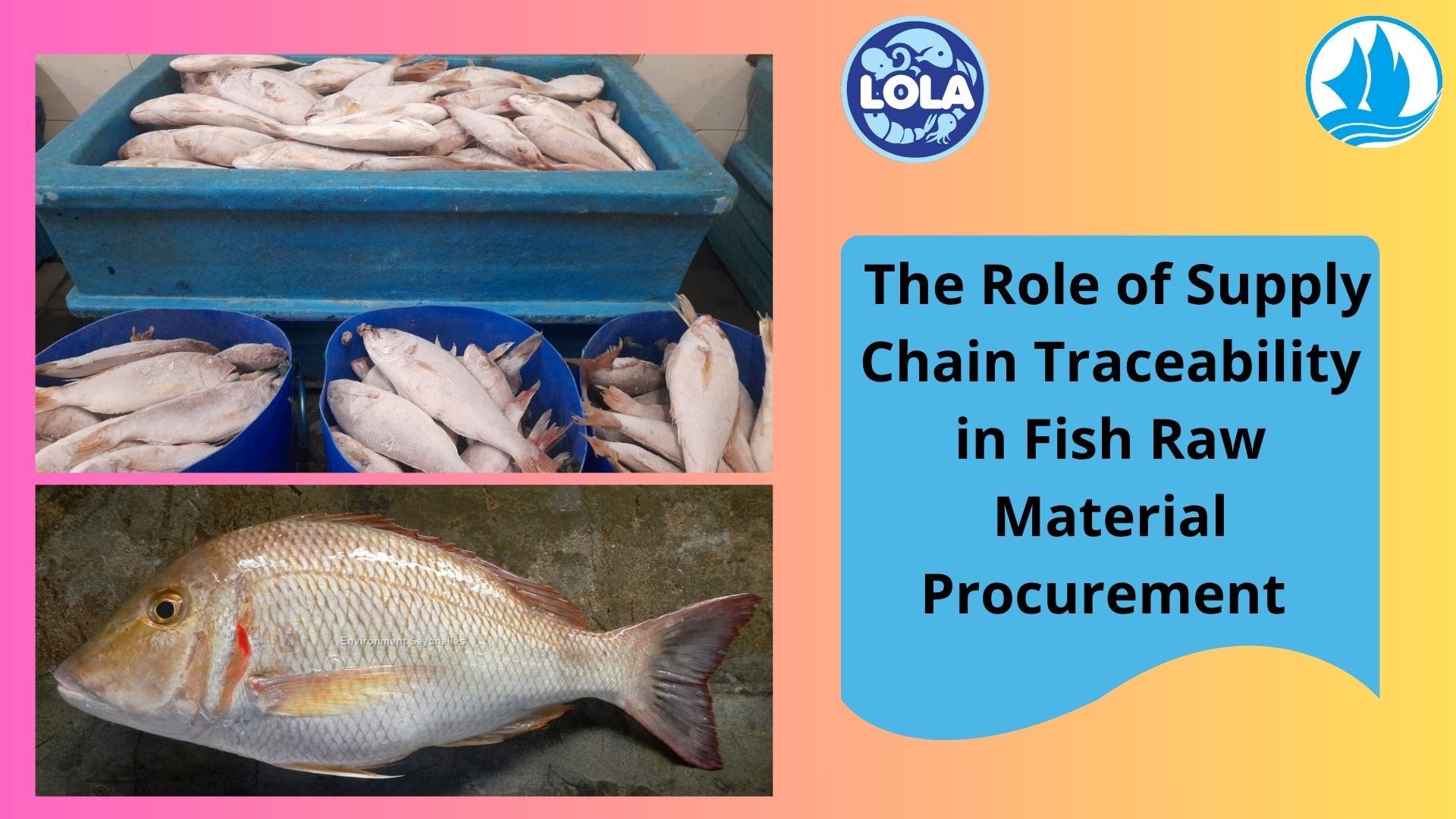  The Role of Supply Chain Traceability in Fish Raw Material Procurement 